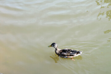 mallard duck on the lake