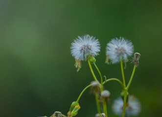 White fluffy flowers on a blurred green background. Roofing skerda. Wildflowers. Copy space.