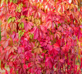 Autumn background from green, yellow and red leaves. Wild grapes. Texture.