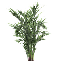 palm tree in a pot isolated on white background	
