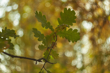 Blurred bokeh of autumn leaves in the forest on a warm Sunny day. Autumn forest, illuminated by the morning sun