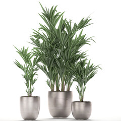 palm tree in a pot isolated on white background	
