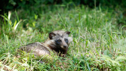 草むらの中のタヌキ