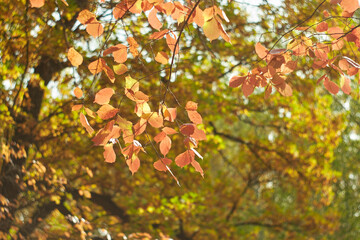 Blurred bokeh of autumn leaves in the forest on a warm Sunny day. Autumn forest, illuminated by the morning sun