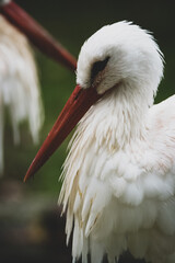 Storch nahaufnahme
