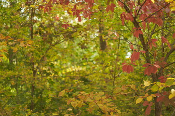 Blurred bokeh of autumn leaves in the forest on a warm Sunny day. Autumn forest, illuminated by the morning sun