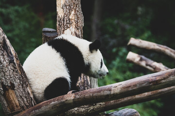 Panda im Zoo V