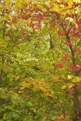 Blurred bokeh of autumn leaves in the forest on a warm Sunny day. Autumn forest, illuminated by the morning sun