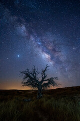 Fototapeta na wymiar Milky Way Tree