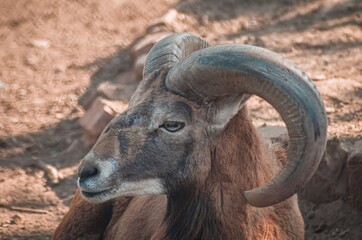 The Urial! Noticeable features are the reddish-brown long fur that fades during winter, Males are characterized by a black ruff stretching from the neck to chest.