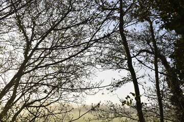 Fresh Morning Irish Countryside