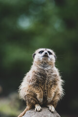 Erdmännchen im Zoo I