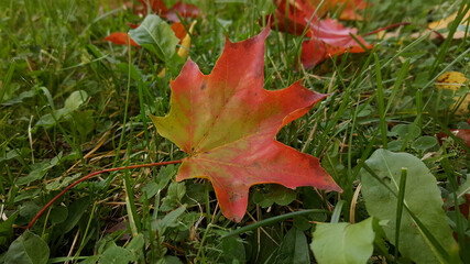 Autumn red-green maple leaves close-up on a green lawn, fallen red leaves are visible around.