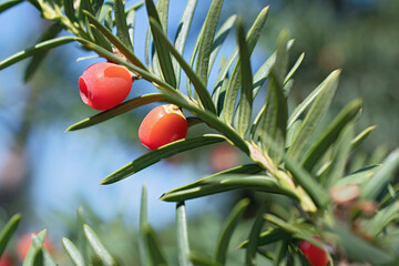 Beautiful sprigs of yew with two bright red berries and long narrow leaves