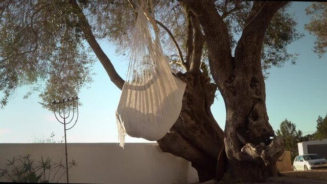 Woman relaxing in a hangmat chair hanging in a big Olive tree.