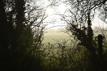 Fototapeta premium Fresh Morning Irish Countryside