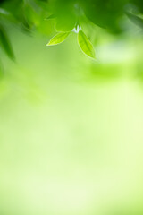 Nature of green leaf in garden at summer. Natural green leaves plants using as spring background...