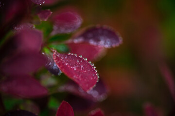Flowering branch of barberry with raindrops macro nature photo