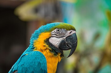 Blue & Yellow Macaw! It is a large South American parrot whose wings & tail are blue, while the under parts are yellow or golden. It also has a green forehead, a white face & a black beak.