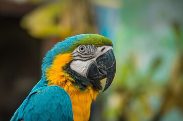 Blue & Yellow Macaw! It is a large South American parrot whose wings & tail are blue, while the under parts are yellow or golden. It also has a green forehead, a white face & a black beak.