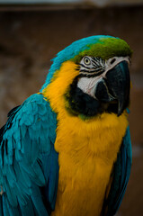Blue & Yellow Macaw! It is a large South American parrot whose wings & tail are blue, while the under parts are yellow or golden. It also has a green forehead, a white face & a black beak.
