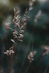 Źdźbła letnie © Angelika