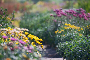 Natural vew of multicolored chrysanthemum  flower  bushes in the autumn park