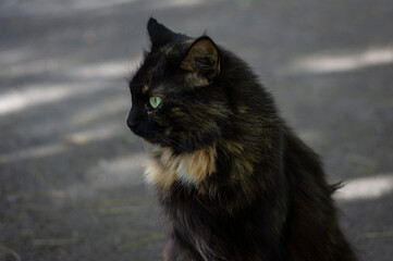 Black cat sitting on the road close up