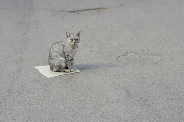 Grey cat sit on the road
