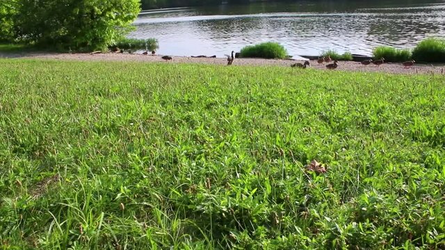 Some footage of geese and ducks down by a river.