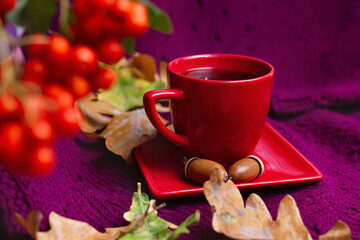 red cup with tea on saucer on purple knitted background with autumn leaves and rowan berries