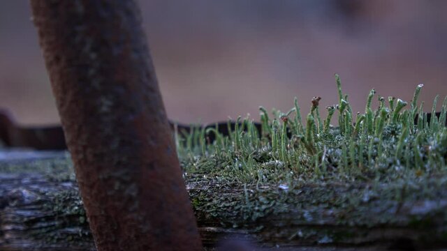 Green lichen growing on a rotting timber in the woods. Rusty metal surrounds. Short pan RL