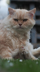 Beau chat persan au regard profond