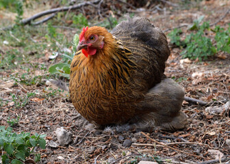 beautiful Pekin bantam chicken, in a hen house or chicken coop