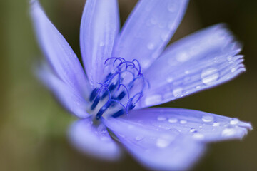 Close up of a blue flower