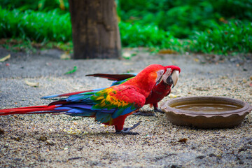 Scarlet macaw (Ara macao) drinking water