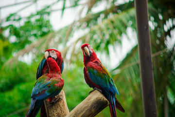 Scarlet macaw (Ara macao) climbing on branch of tree