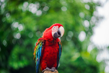Scarlet macaw (Ara macao) climbing on branch of tree