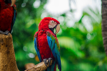 Scarlet macaw (Ara macao) climbing on branch of tree