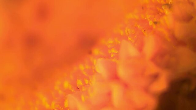 Microscope Plants Desert Sunflower 1200x Focus In and Out 3
