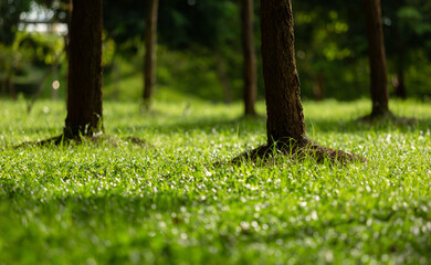 green grass in the garden beautiful summer park