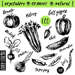 Hand drawn ink sketch of garden vegetables.