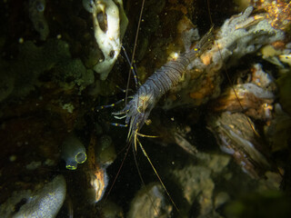 Shrimp