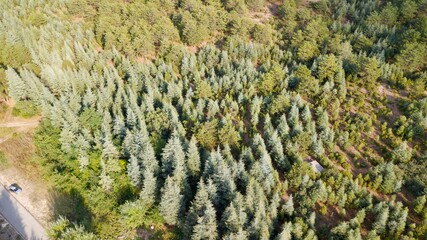 Aerial view of colorful forest trees at the sunset.	