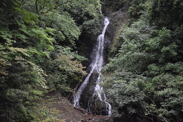 Fototapeta na wymiar 大沢の滝