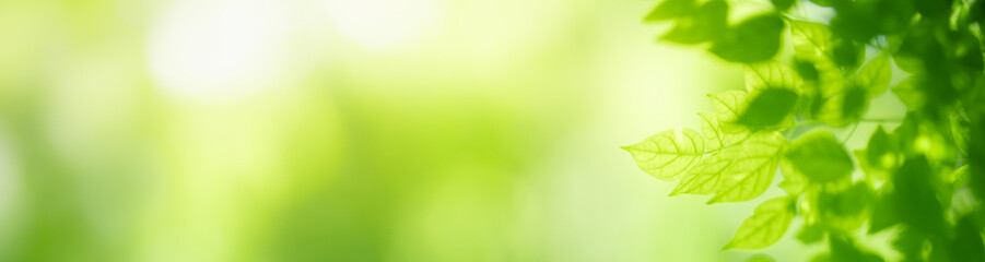Nature of green leaf in garden at summer. Natural green leaves plants using as spring background cover page greenery environment ecology wallpaper