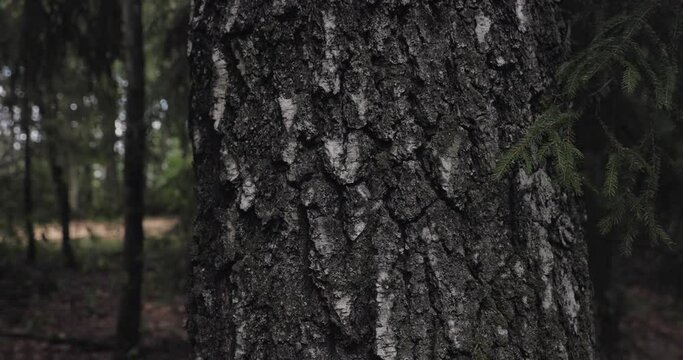Brich has very interesting bark. Estonian forest.