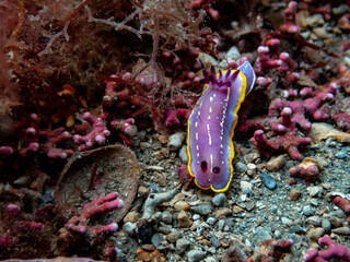 Purple nudibranch