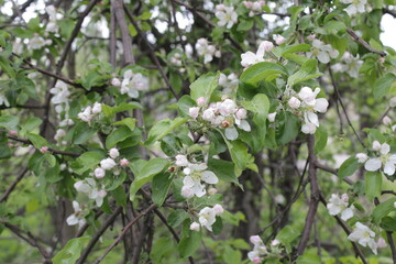 white flowers of tree