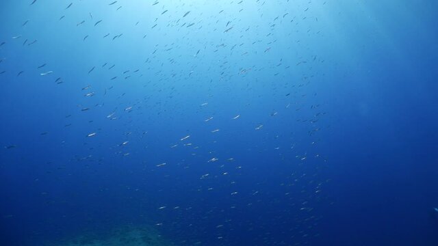underwater scenery blue water damsel fish school ocean scenery mediterranean